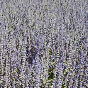 Salvia 'Blue Spire' (was Perovskia) ---